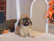 Kaninchen_Dachshund-9472