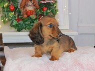 Kaninchen_Dachshund-9473