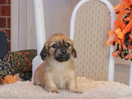 Kaninchen_Dachshund-9475