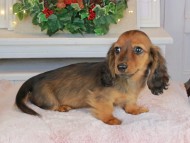 Kaninchen_Dachshund-9479