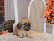 Kaninchen_Dachshund-9480