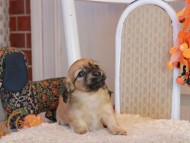 Kaninchen_Dachshund-9481