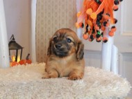 Kaninchen_Dachshund-9498