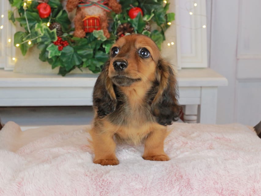 カニンヘンダックスフンド ミスト&竹千代の子犬 シェーデットレッド 女の子（1）