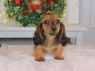 Kaninchen_Dachshund-9510