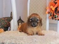 Kaninchen_Dachshund-9512
