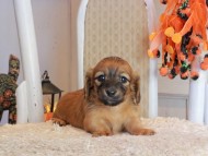 Kaninchen_Dachshund-9518