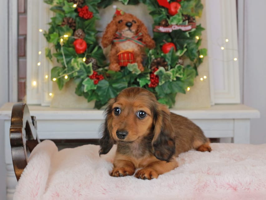 カニンヘンダックスフンド ミスト&竹千代の子犬 シェーデットレッド 女の子（2）