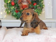 Kaninchen_Dachshund-9535 Kaninchen_Dachshund-9535