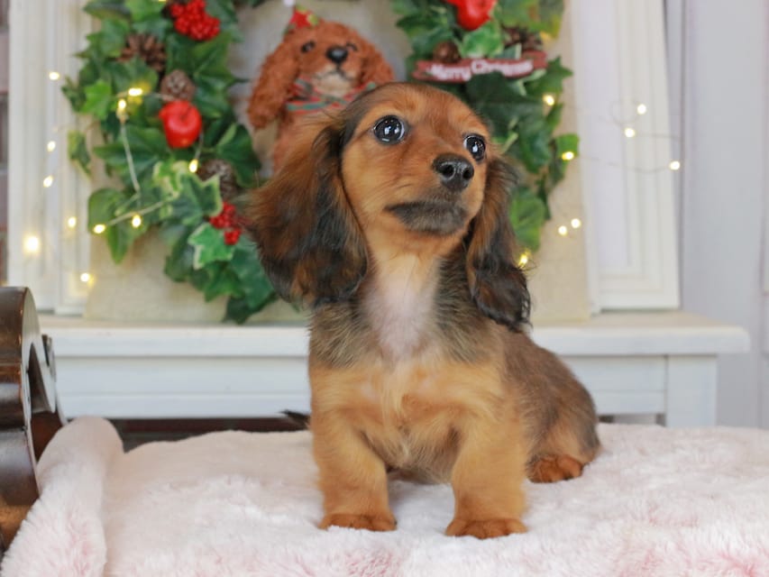 カニンヘンダックスフンド ミスト&竹千代の子犬 シェーデットレッド 女の子（2）