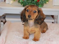 Kaninchen_Dachshund-9551