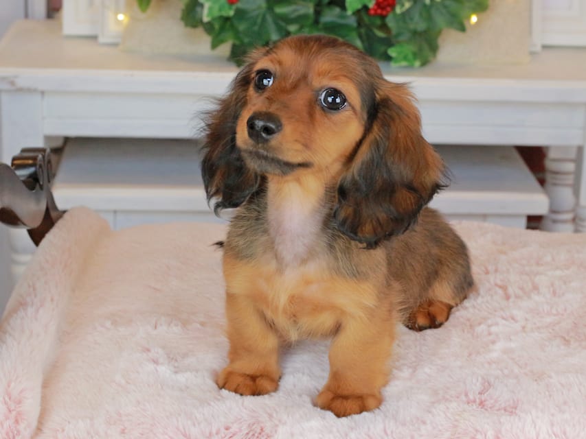 カニンヘンダックスフンド ミスト&竹千代の子犬 シェーデットレッド 女の子（2）