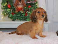 Kaninchen_Dachshund-9577