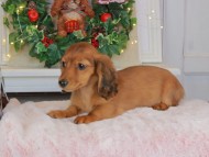 Kaninchen_Dachshund-9582 Kaninchen_Dachshund-9582