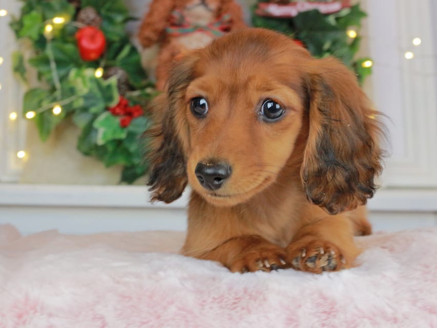 カニンヘンダックスフンド ミスト&竹千代の子犬 シェーデットレッド 女の子（3）