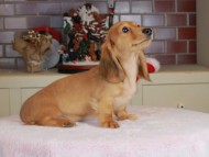 Kaninchen_Dachshund-9720