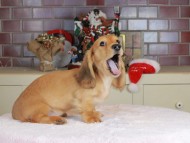Kaninchen_Dachshund-9730