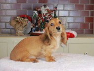Kaninchen_Dachshund-9735