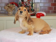 Kaninchen_Dachshund-9747