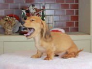 Kaninchen_Dachshund-9757