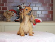 Kaninchen_Dachshund-9761