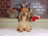 Kaninchen_Dachshund-9765 Kaninchen_Dachshund-9765