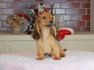 Kaninchen_Dachshund-9771