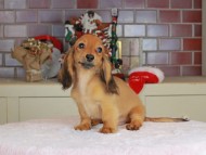 Kaninchen_Dachshund-9779