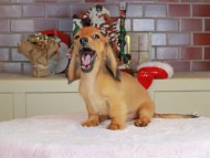 Kaninchen_Dachshund-9783