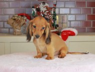 Kaninchen_Dachshund-9784