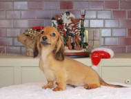 Kaninchen_Dachshund-9792