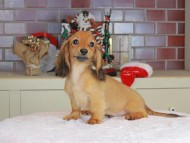 Kaninchen_Dachshund-9794