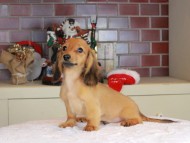 Kaninchen_Dachshund-9795