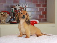 Kaninchen_Dachshund-9798