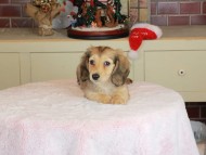 Kaninchen_Dachshund-9801