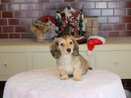 Kaninchen_Dachshund-9805 Kaninchen_Dachshund-9805