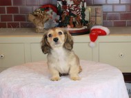 Kaninchen_Dachshund-9814