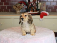 Kaninchen_Dachshund-9816 Kaninchen_Dachshund-9816