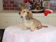 Kaninchen_Dachshund-9818 Kaninchen_Dachshund-9818