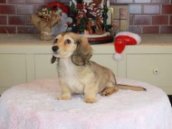Kaninchen_Dachshund-9825 Kaninchen_Dachshund-9825