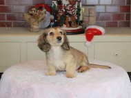 Kaninchen_Dachshund-9827