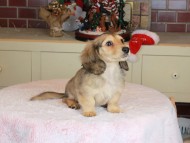 Kaninchen_Dachshund-9834 Kaninchen_Dachshund-9834