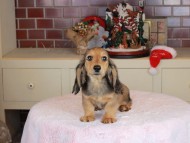 Kaninchen_Dachshund-9844