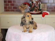 Kaninchen_Dachshund-9849