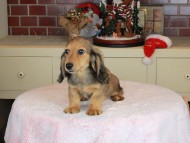 Kaninchen_Dachshund-9855