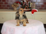 Kaninchen_Dachshund-9856
