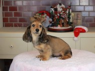 Kaninchen_Dachshund-9866