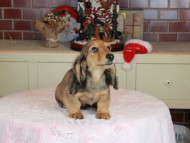 Kaninchen_Dachshund-9873