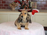 Kaninchen_Dachshund-9874