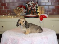 Kaninchen_Dachshund-9881
